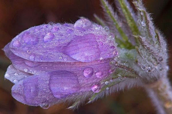Canada-Manitoba-Sandilands Provincial Forest Prairie crocus flowers with dew lose-up